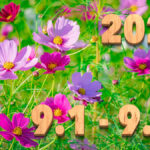 Stream News 2025 – 9.1〜9.10