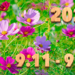 Stream News 2025 – 9.11〜9.20
