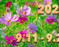 Stream News 2025 – 9.11〜9.20