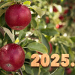 Introducing the balls – 2025.09