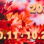Stream News 2025 – 10.11〜10.20