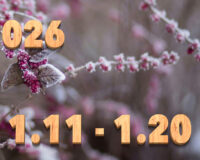 Stream News 2026 – 1.11〜1.20