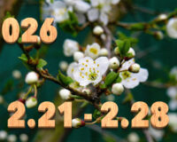 Stream News 2026 – 2.21〜2.28