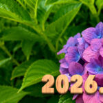 Introducing the balls – 2026.06