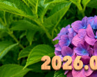 Introducing the balls – 2026.06
