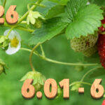 Stream News 2026 – 6.1〜6.10