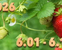 Stream News 2026 – 6.1〜6.10
