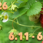 Stream News 2026 – 6.11〜6.20