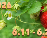 Stream News 2026 – 6.11〜6.20