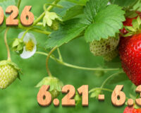 Stream News 2026 – 6.21〜6.30