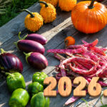 Introducing the balls – 2026.09