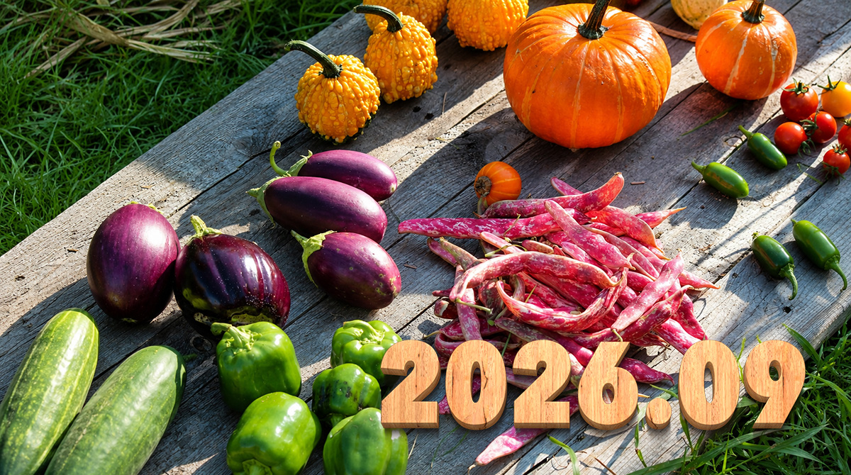 Introducing the balls – 2026.09
